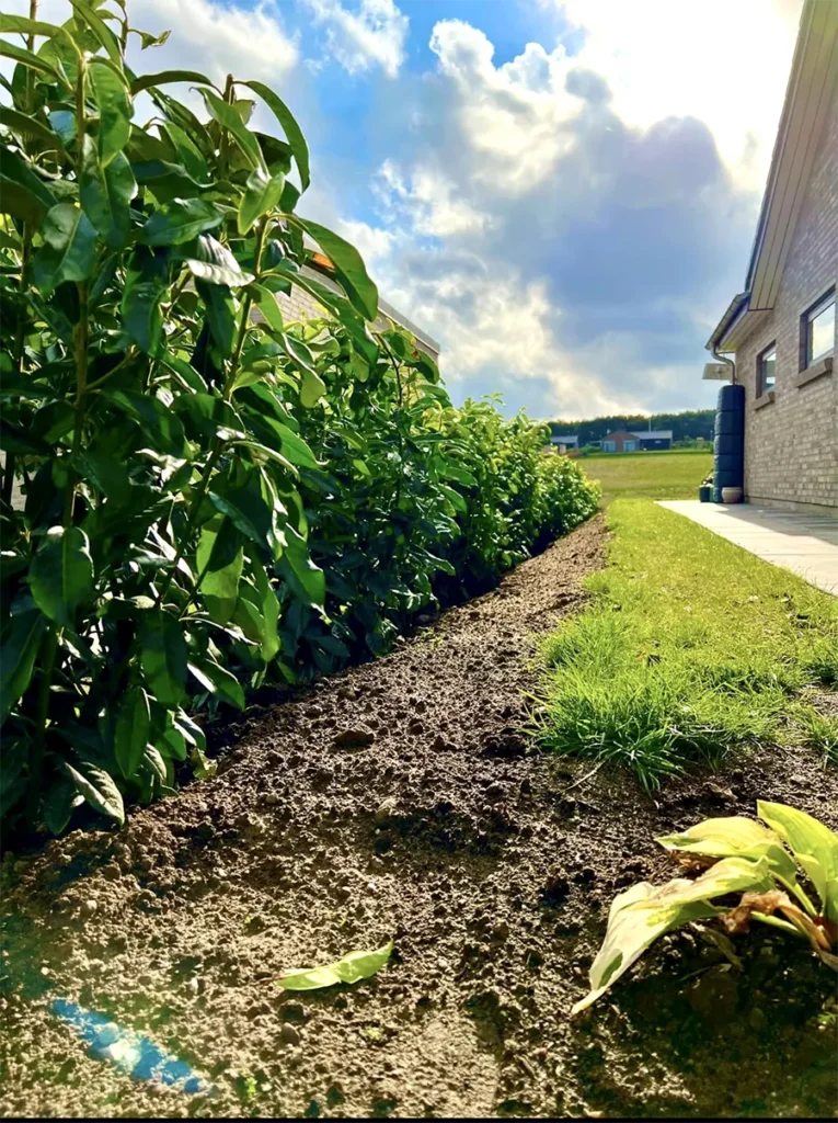 Nyplantet hæk med frisk jordforbedring langs moderne bolig på solrig dag.