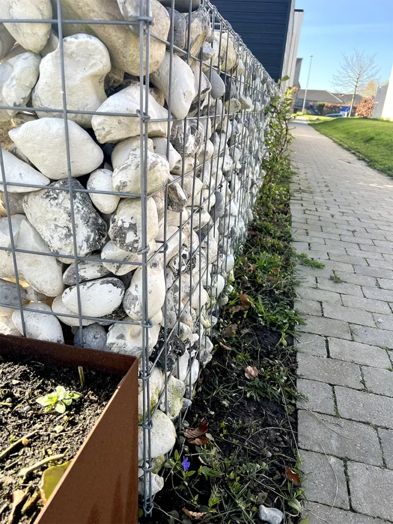 Gabion-hegn med hvide sten langs nyplantet hæk ved flisebelagt sti i moderniseret haveområde.